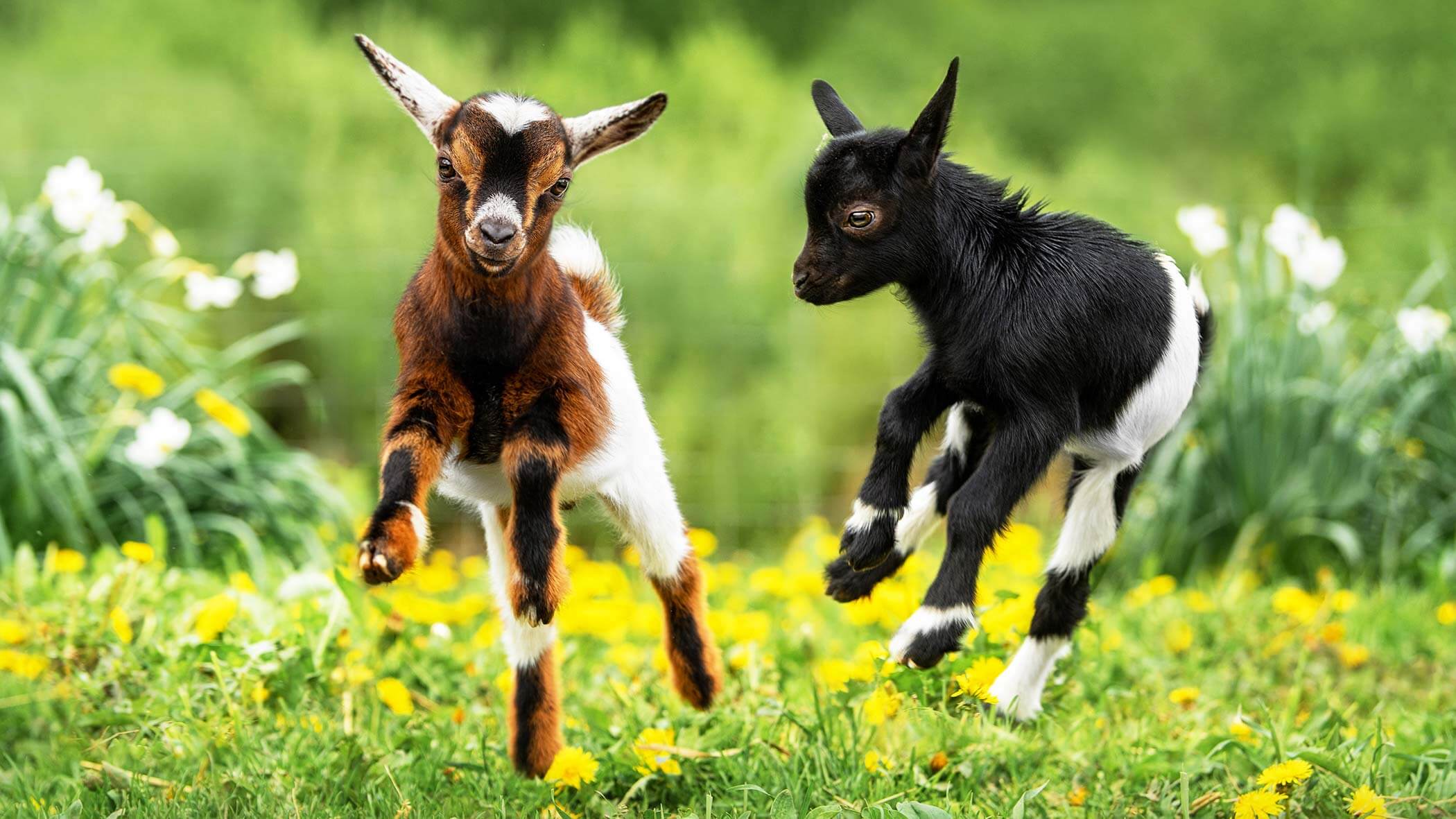 Mini Zoo con caprette - Speikboden